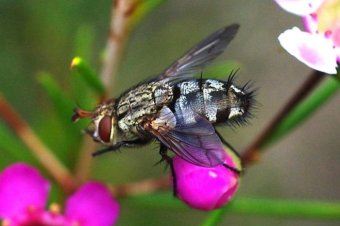 Hot & Wet, Summer, Fly Problem, Australian Summer, Pesky Fly