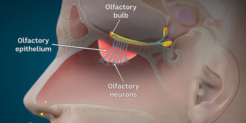 Your nose is the window to your brain—and some potentially deadly infections